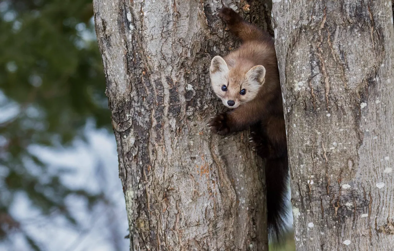 Photo wallpaper trees, nature, pose, background, legs, muzzle, trunk, bark
