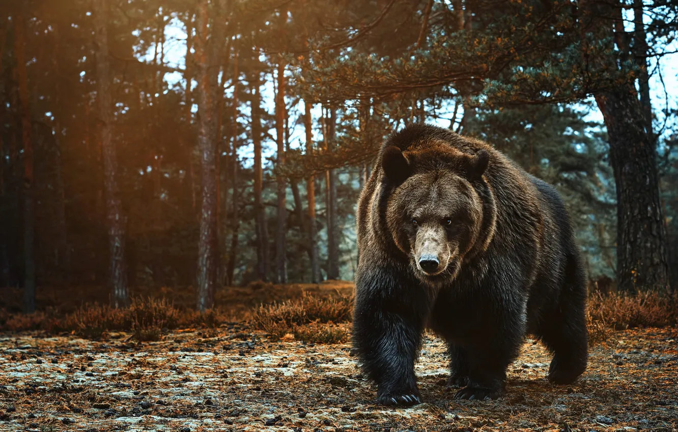 Photo wallpaper forest, bear, walk, pine