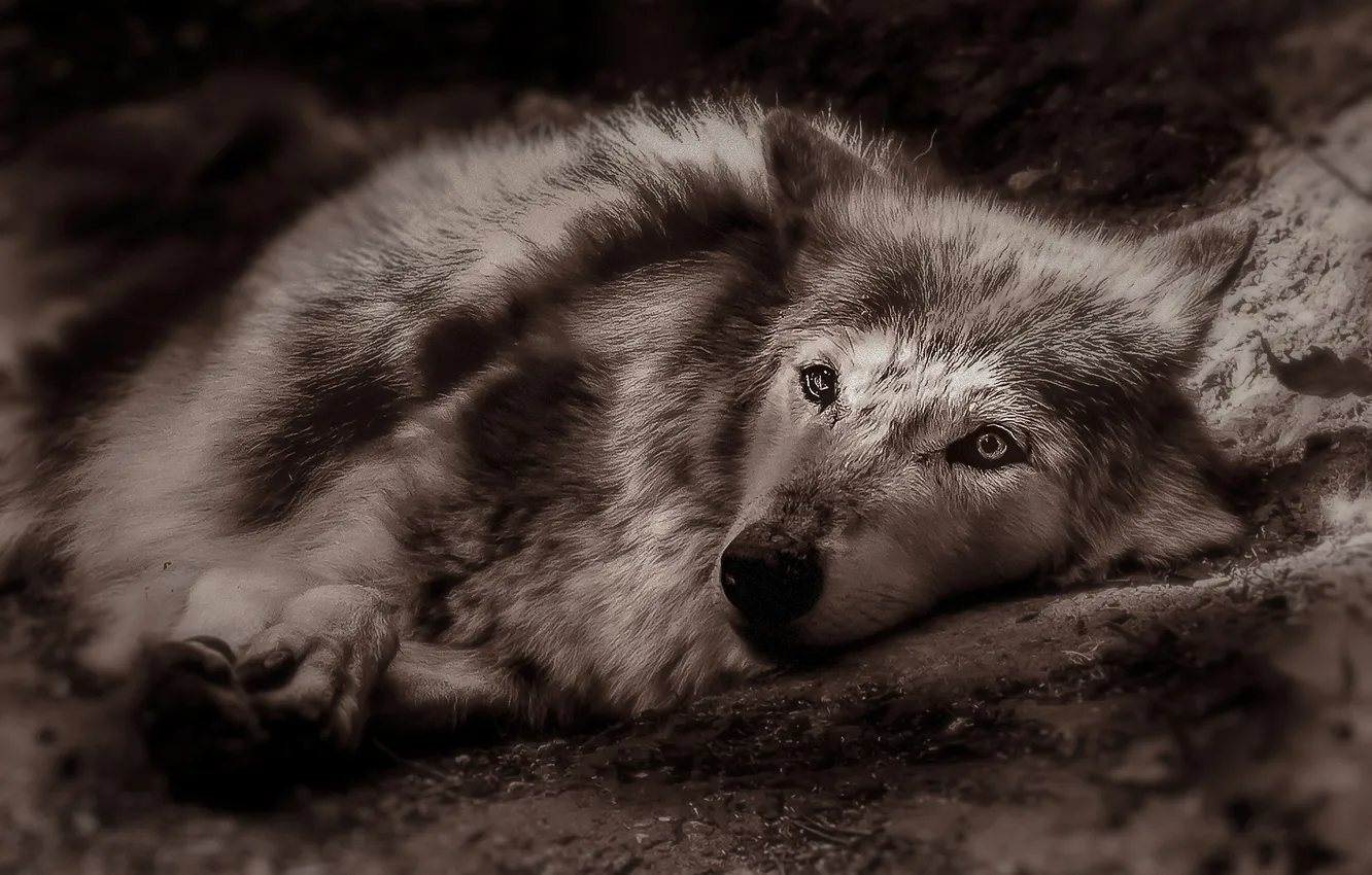 Photo wallpaper Predator, nature, snow, face, animal, wolf, canis lupus, wildlife