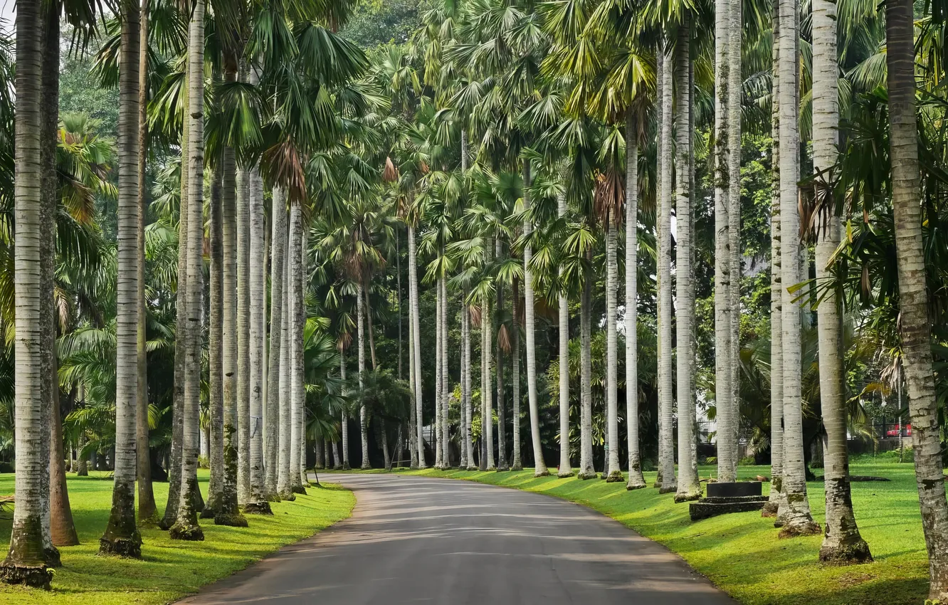 Photo wallpaper nature, Park, palm trees, nature, park, palm trees