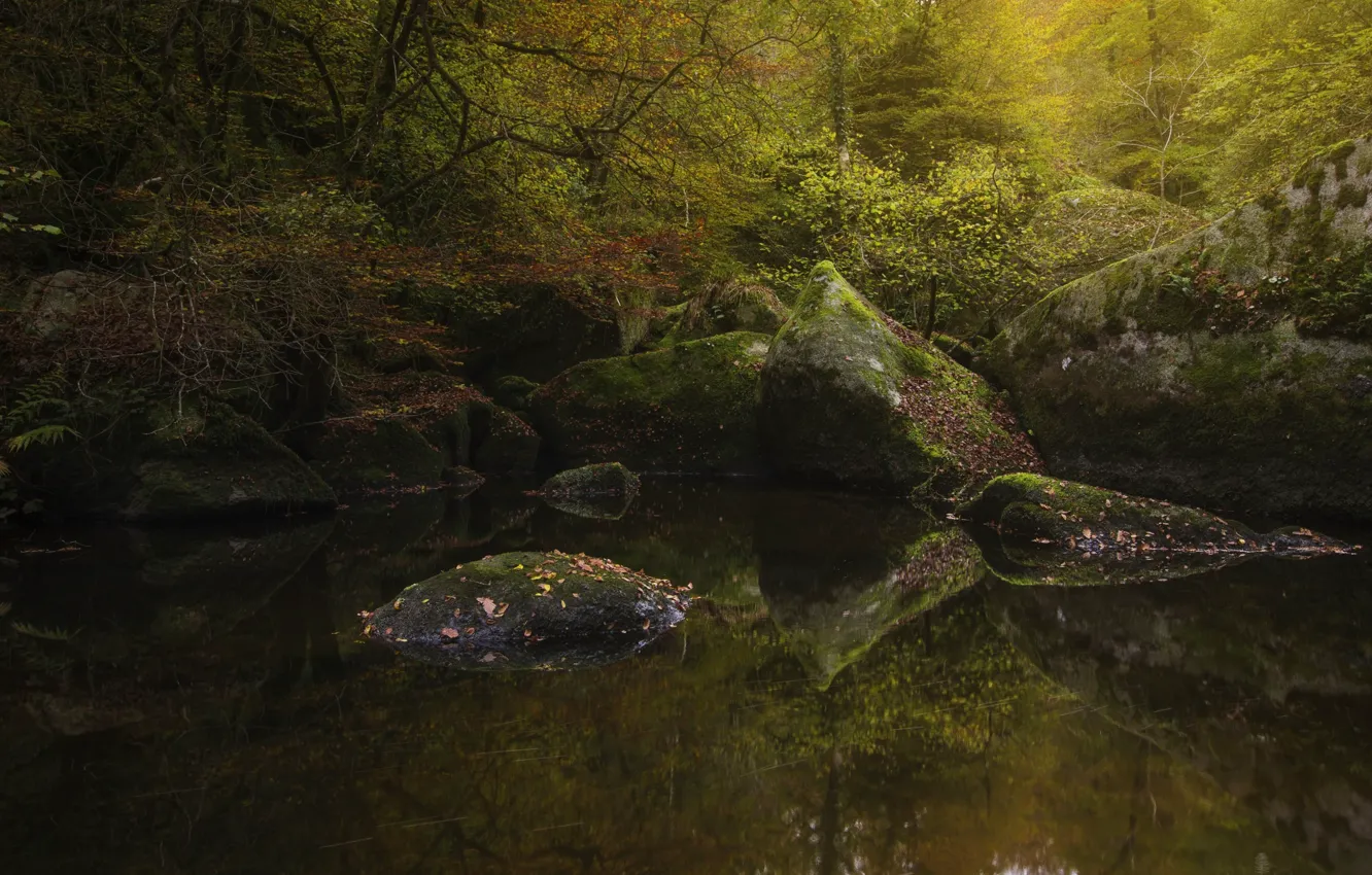 Photo wallpaper autumn, forest, water, trees