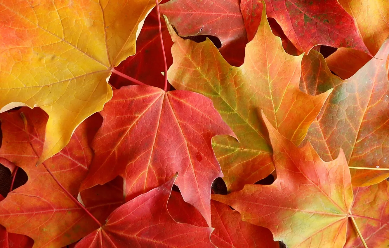 Photo wallpaper autumn, leaves, yellow-red