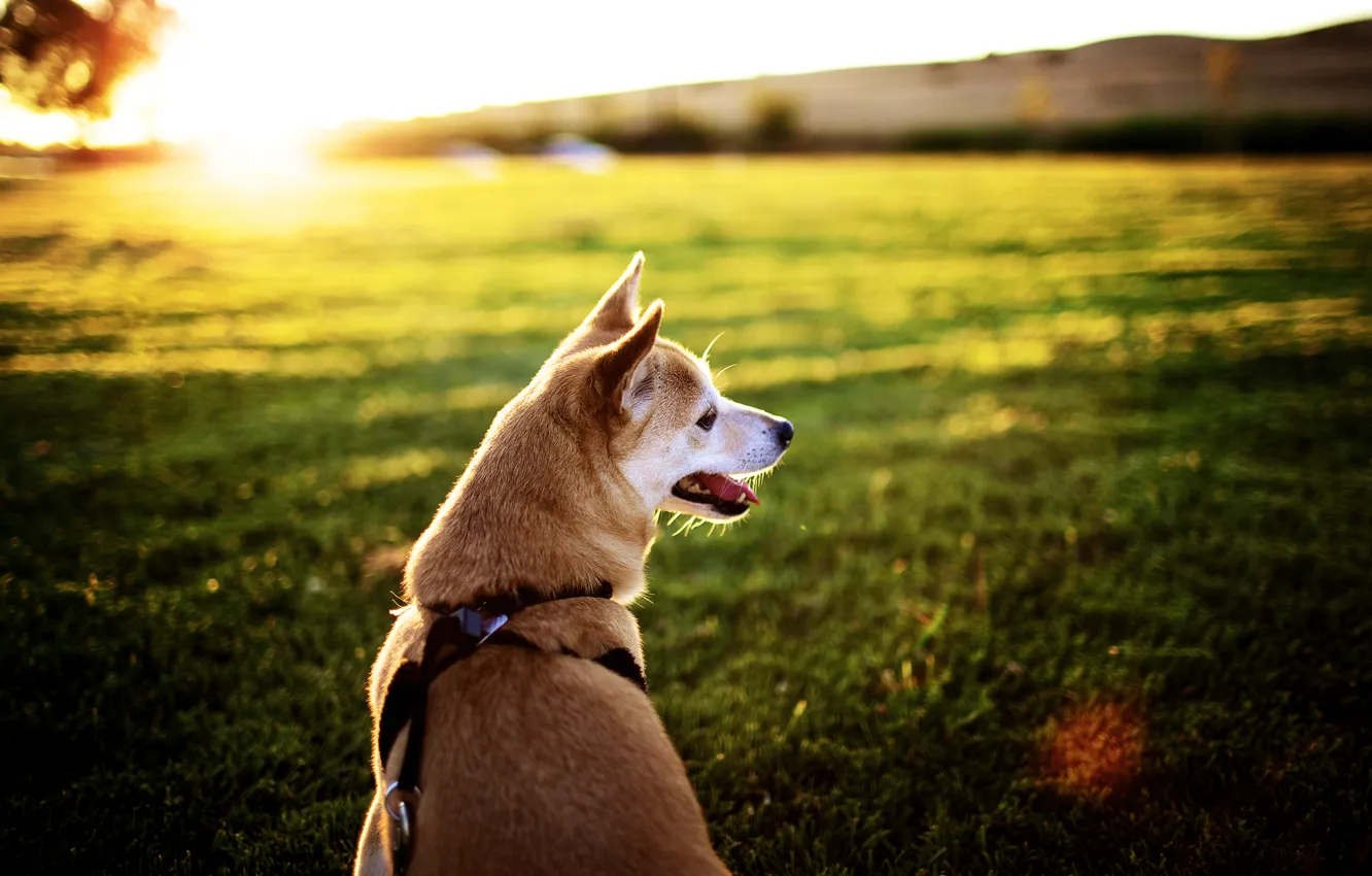 Photo wallpaper field, language, the sun, rays, sunset, background, Wallpaper, dog
