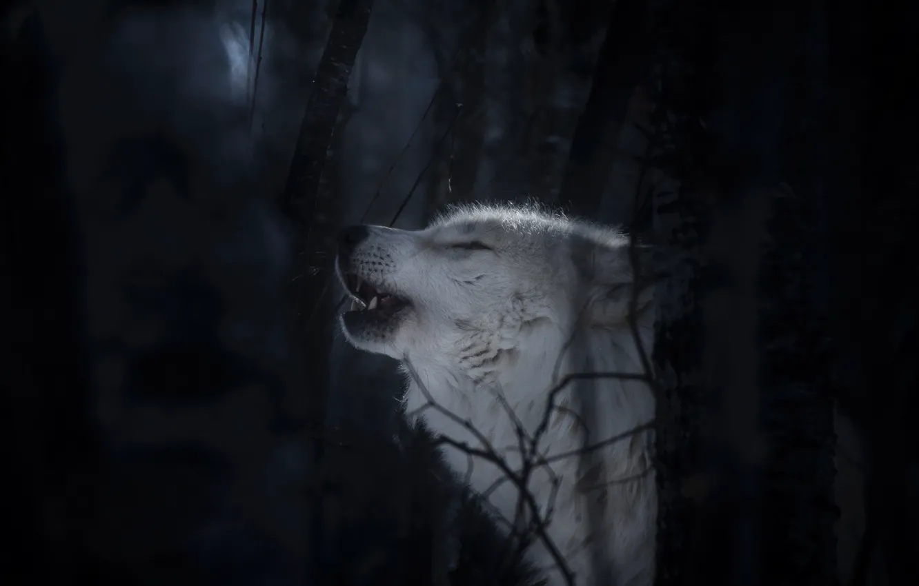 Photo wallpaper forest, face, wolf, predator, Polar wolf