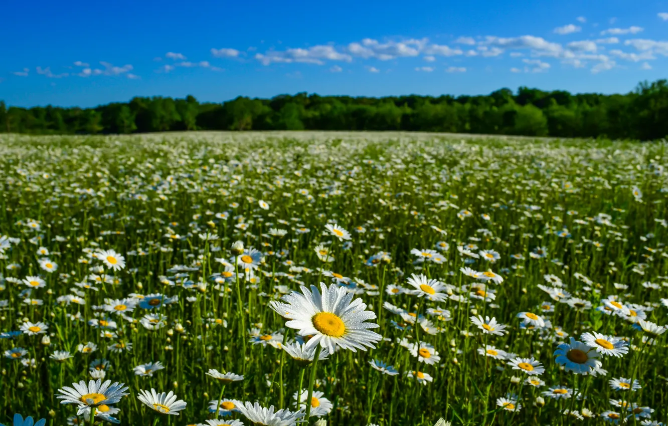 Photo wallpaper summer, nature, chamomile, meadow