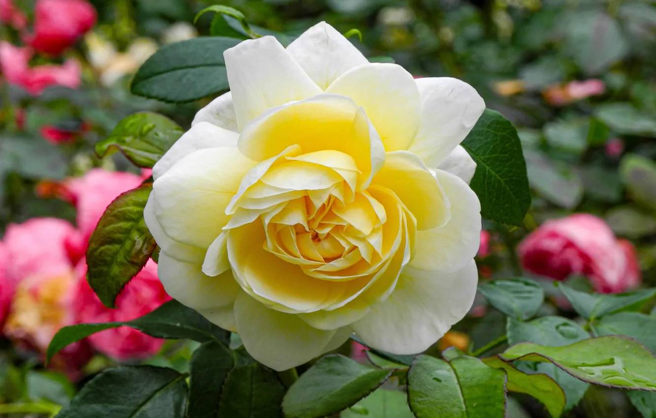 Photo wallpaper macro, yellow, roses, garden, bokeh