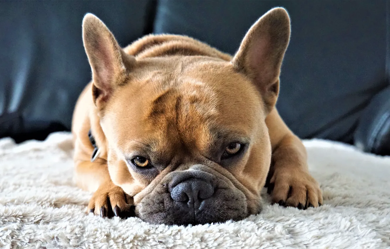 Photo wallpaper look, dog, bulldog, French bulldog, kravat, 4k, 8k