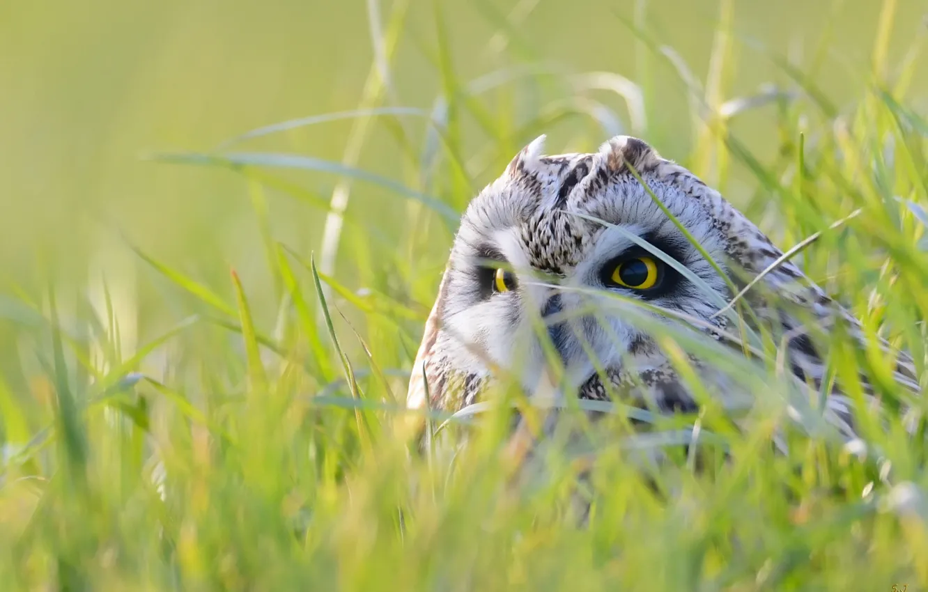 Photo wallpaper grass, look, light, owl