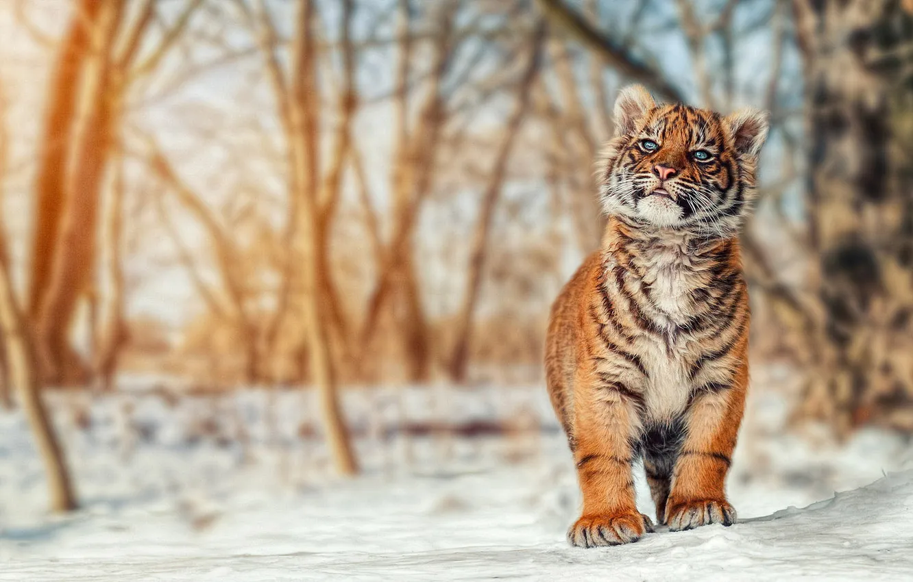 Photo wallpaper winter, forest, look, light, snow, trees, nature, tiger