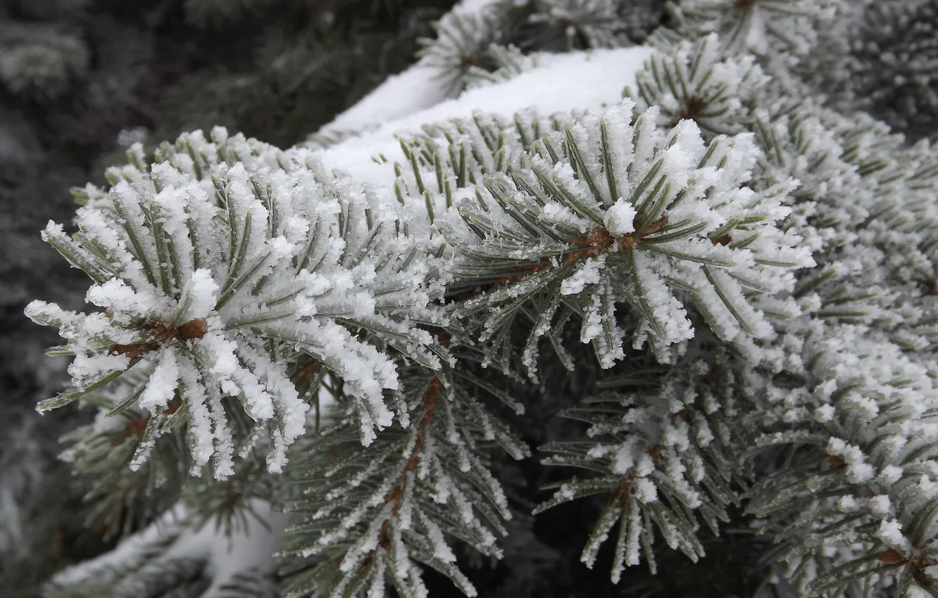 Photo wallpaper winter, frost, branch, spruce