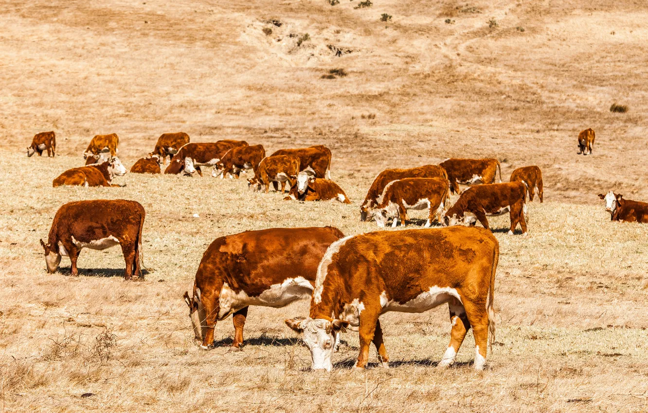 Photo wallpaper field, farm, cows