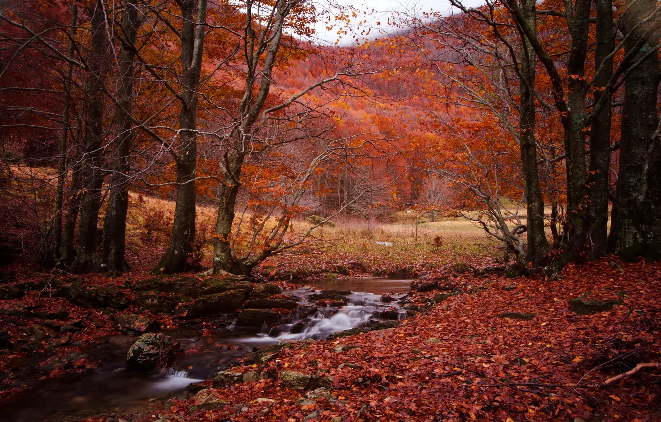 Photo wallpaper autumn, forest, stream, trees.