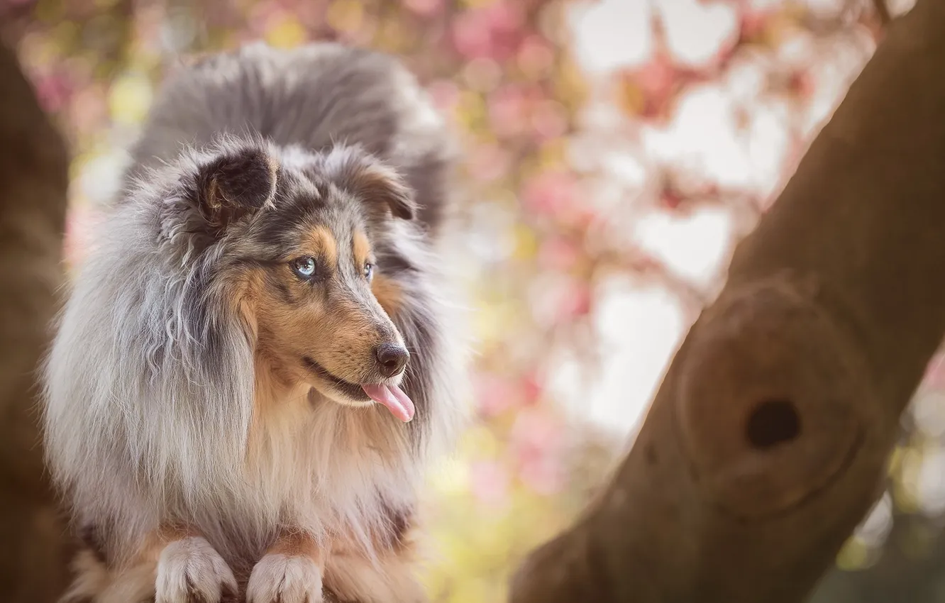 Photo wallpaper look, each, dog