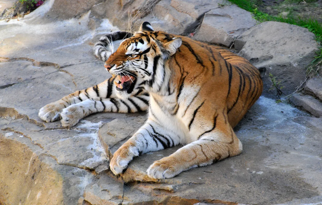 Photo wallpaper stones, animal, mouth, lies, growl, til, look. nature