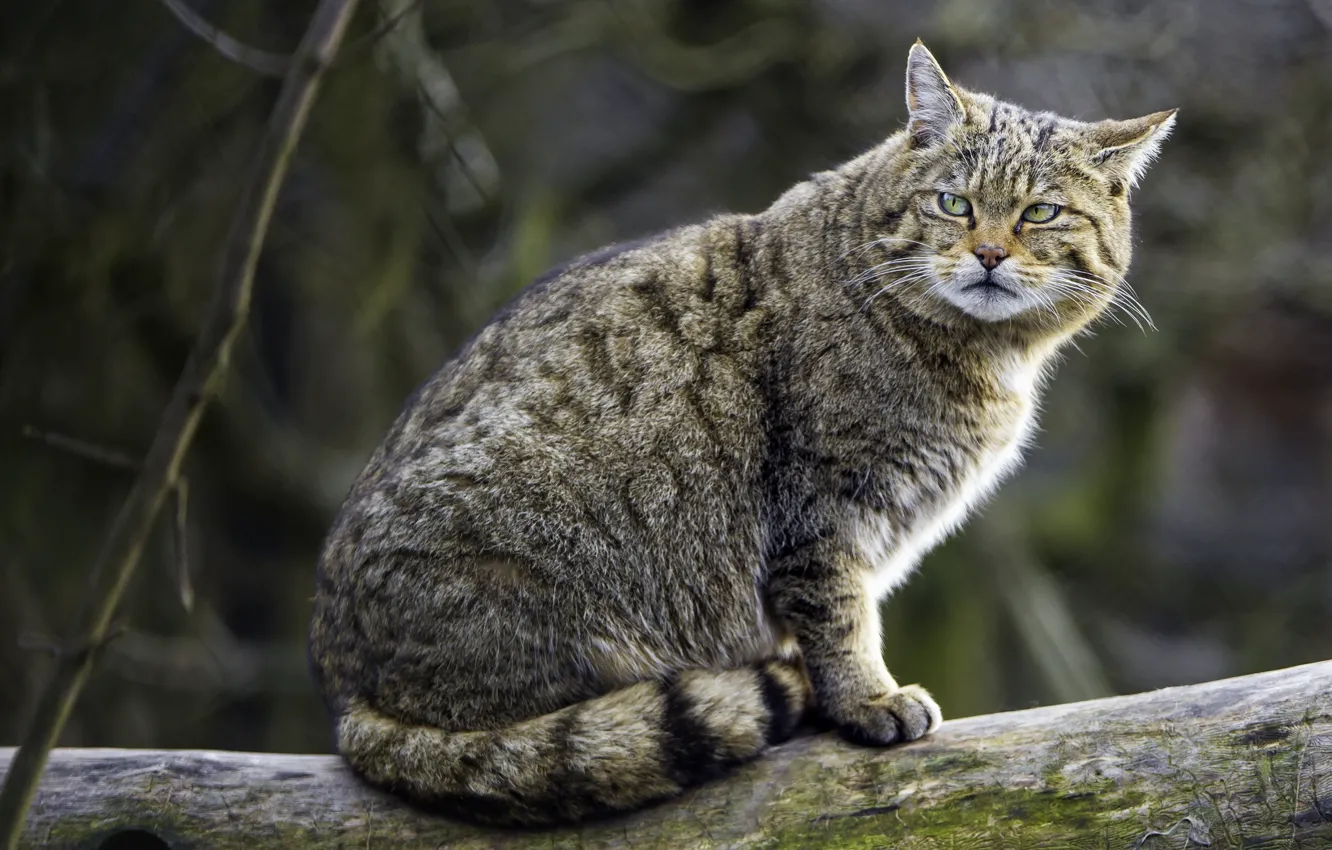 Photo wallpaper predator, wild cat, gloomy