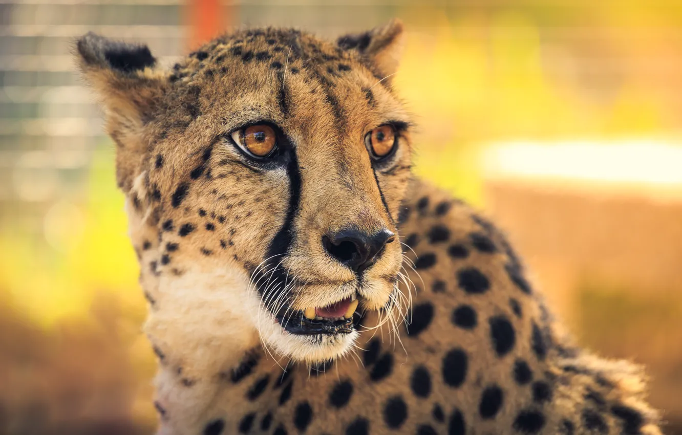 Photo wallpaper look, face, close-up, portrait, mouth, Cheetah, yellow background, bokeh