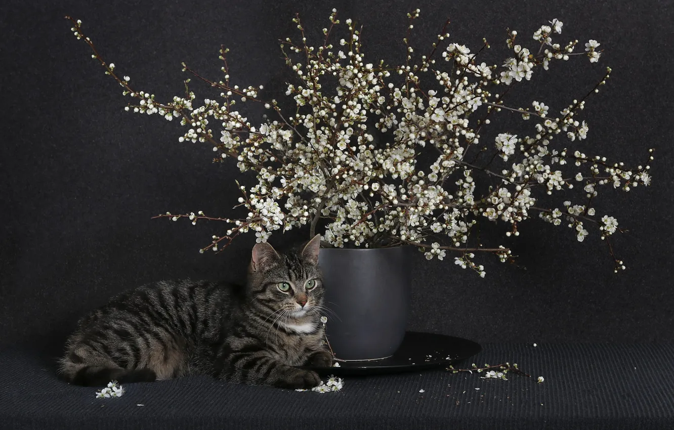 Photo wallpaper cat, flowers, branches, the dark background, grey, bouquet, spring, petals