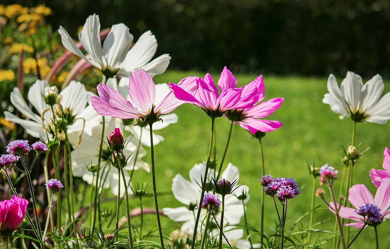 Photo wallpaper nature, petals, meadow, kosmeya