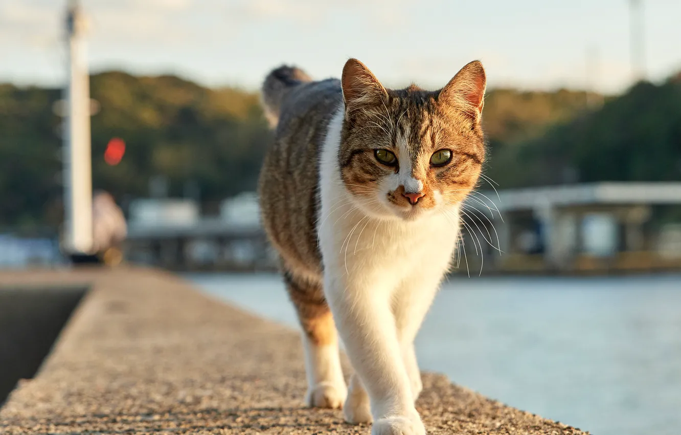 Photo wallpaper cat, cat, street, walk, promenade, spotted
