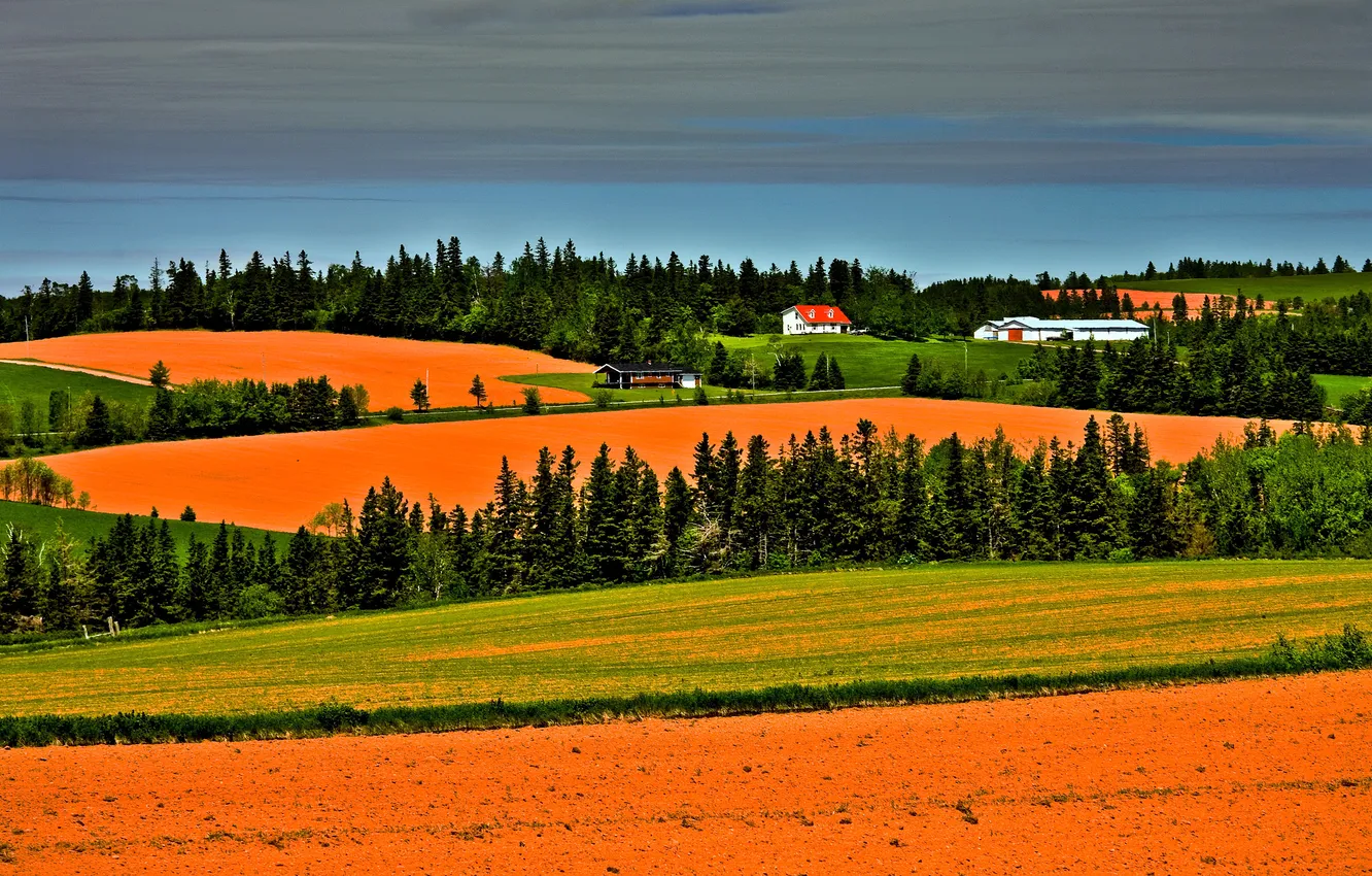 Photo wallpaper field, forest, orange, hills, slope, house, bright colors