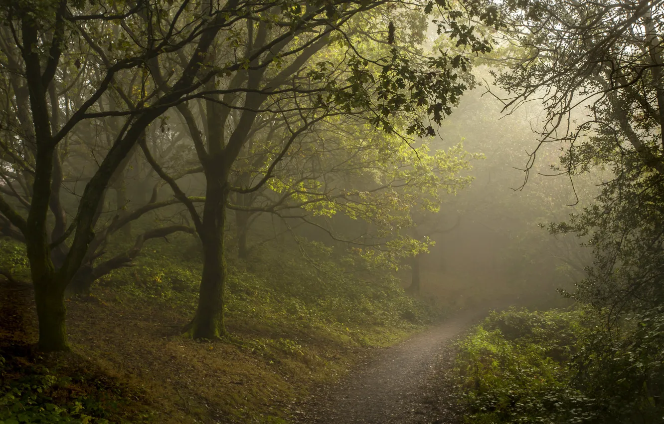 Photo wallpaper forest, summer, fog, path
