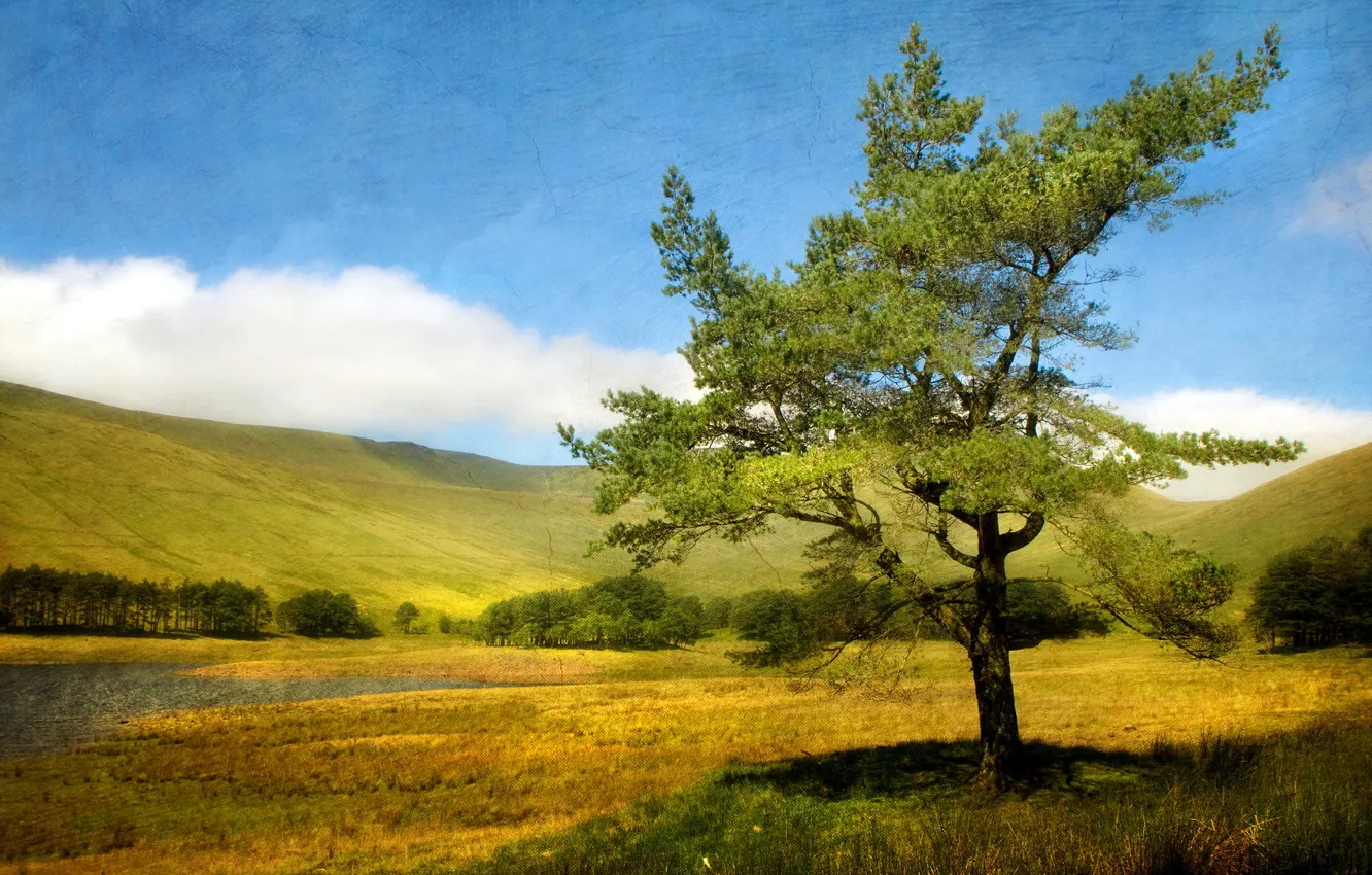 Photo wallpaper summer, landscape, tree, texture