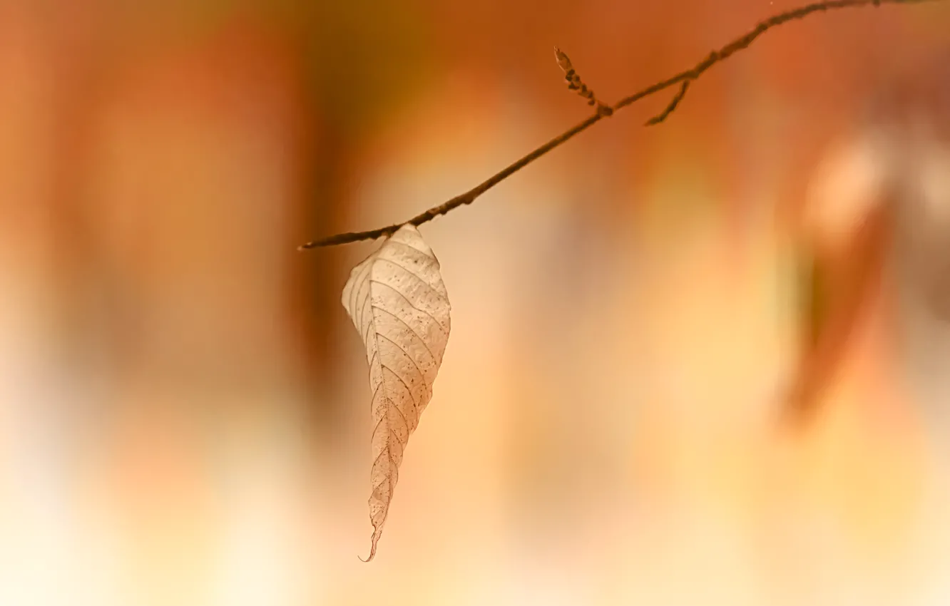 Photo wallpaper autumn, leaves, nature