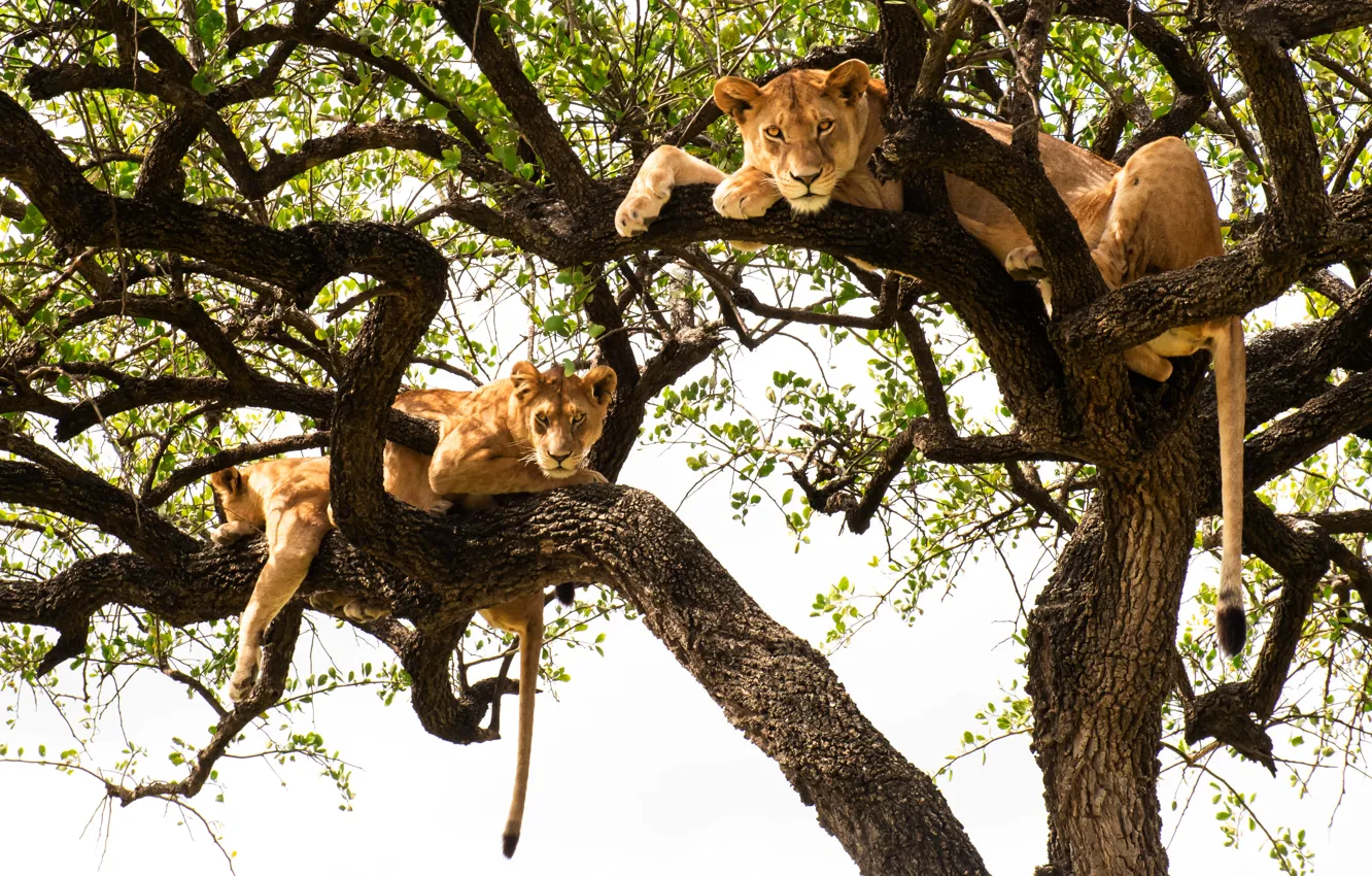 Photo wallpaper trees, branches, pose, stay, lioness, two lionesses