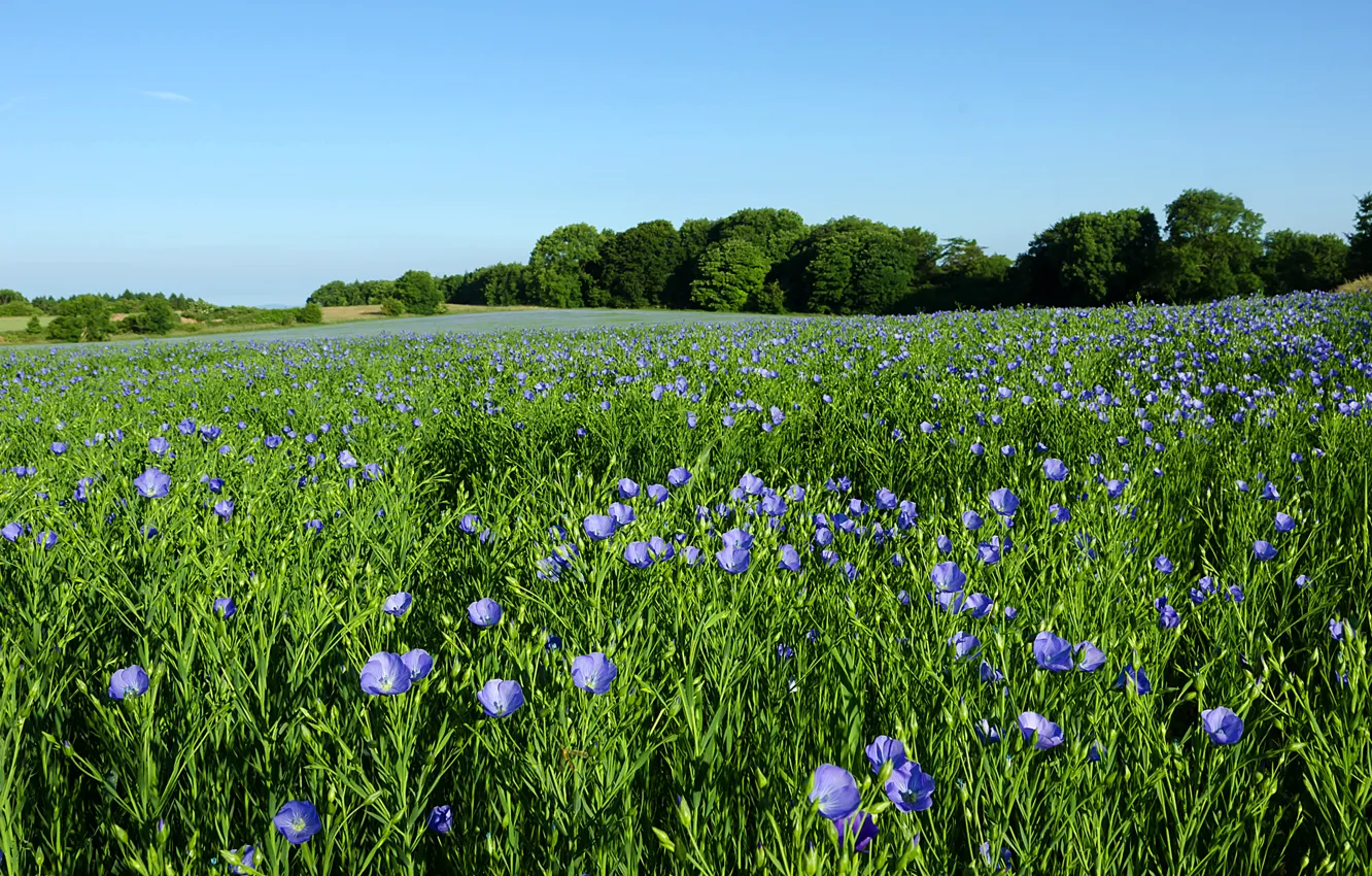 Photo wallpaper the sky, grass, trees, flowers, meadow