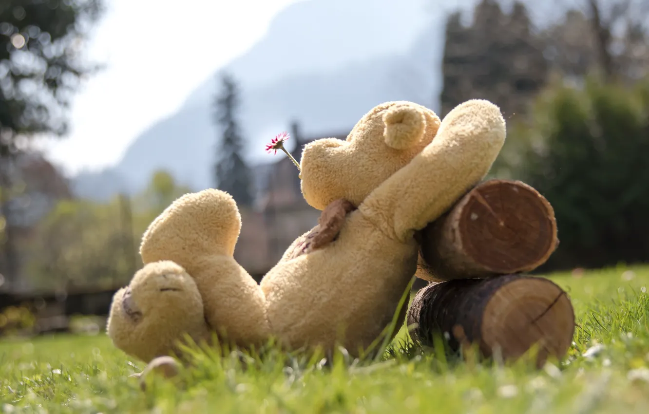 Photo wallpaper grass, flowers, mood, toy, bear, bear, Teddy bear, Daisy