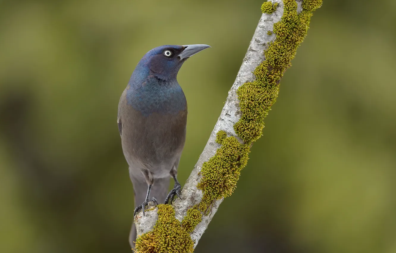 Photo wallpaper nature, background, bird