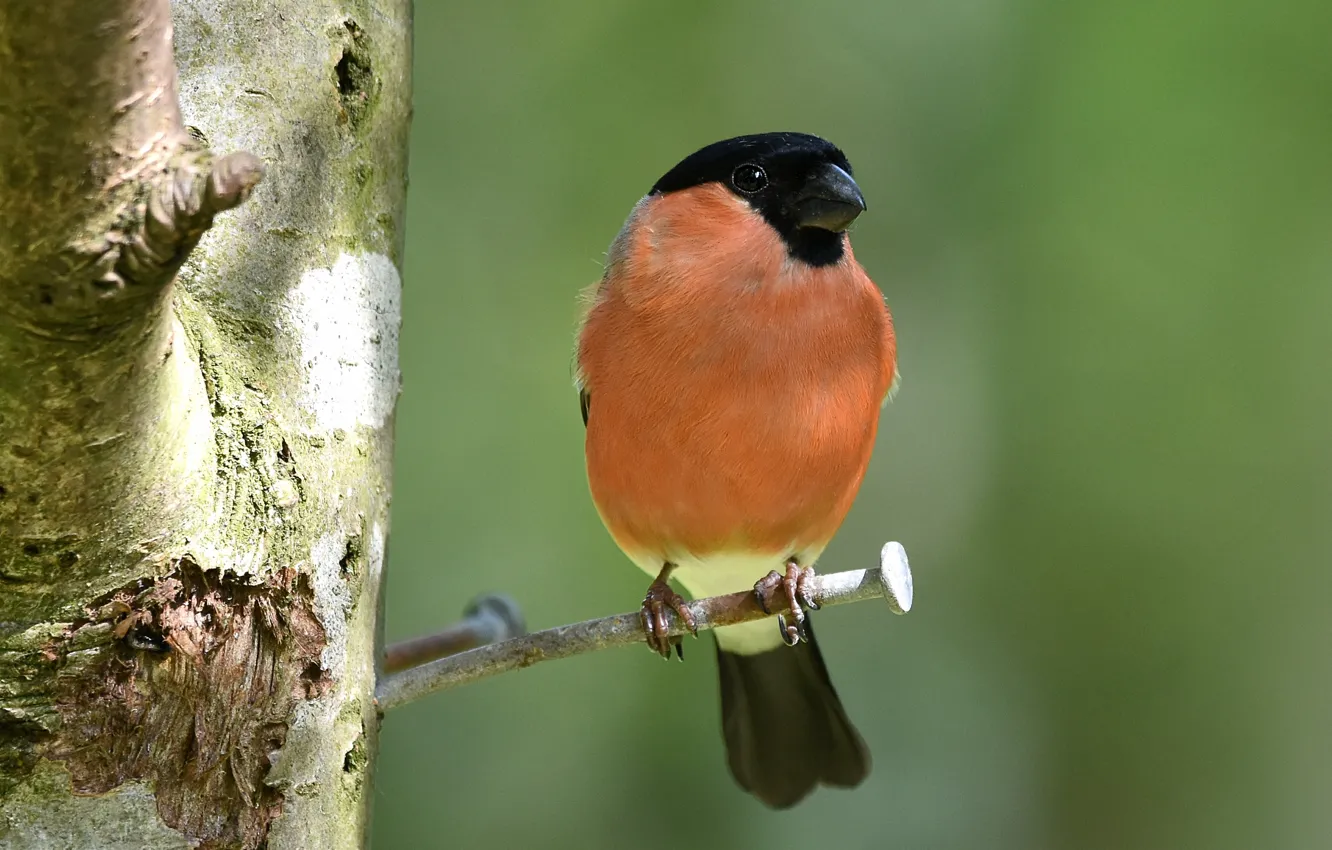 Photo wallpaper look, trees, background, bird, trunk, sitting, bullfinch, nails