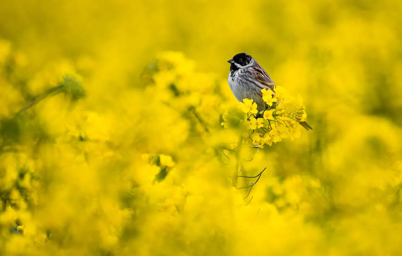 Photo wallpaper flowers, bird, Sparrow, rape