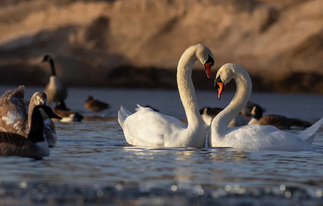 Photo wallpaper waterfowl, pose, a lot, light, two swans, swans, duck, shore
