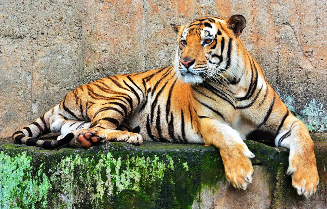 Photo wallpaper tiger, predator, big cat