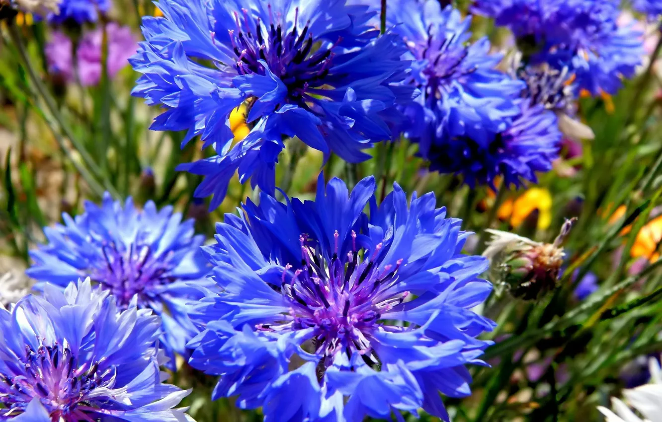 Photo wallpaper summer, flowers, cornflowers