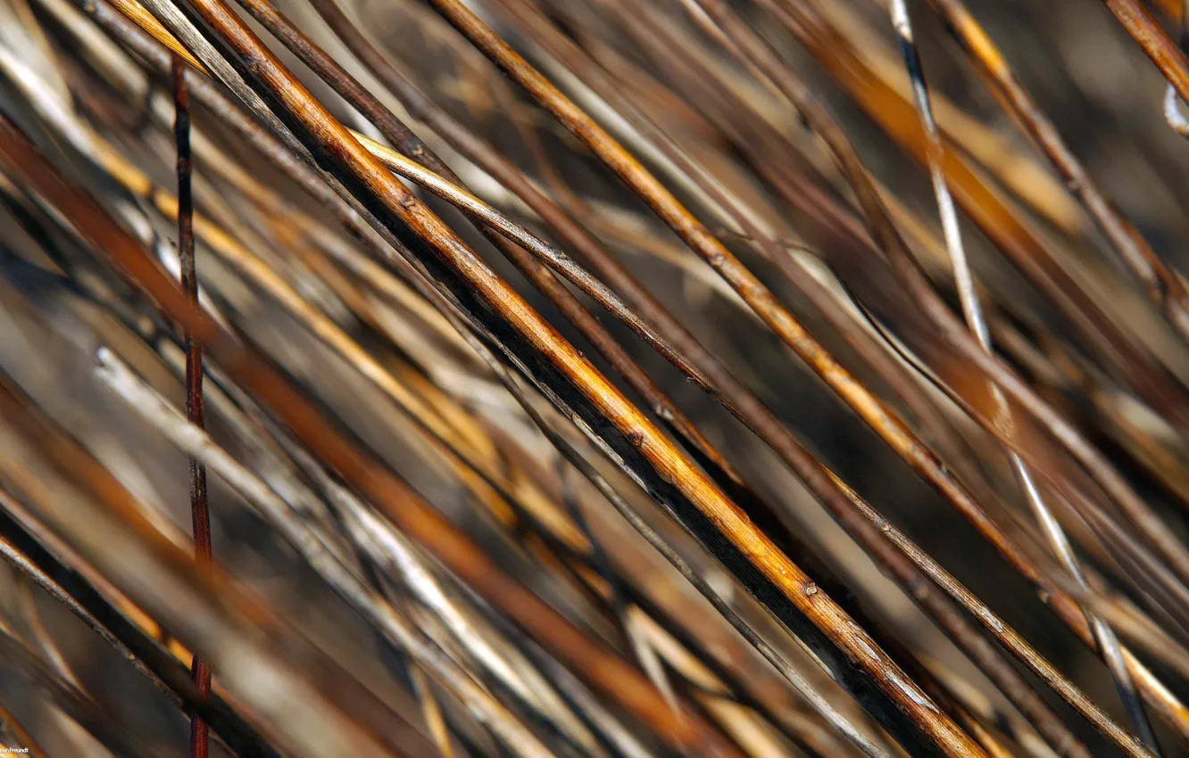 Photo wallpaper branches, rods