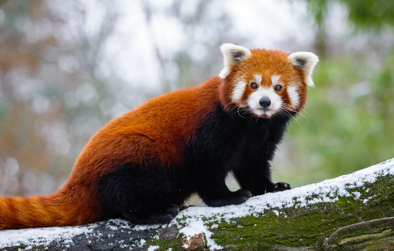 Photo wallpaper winter, look, snow, trees, nature, pose, background, light