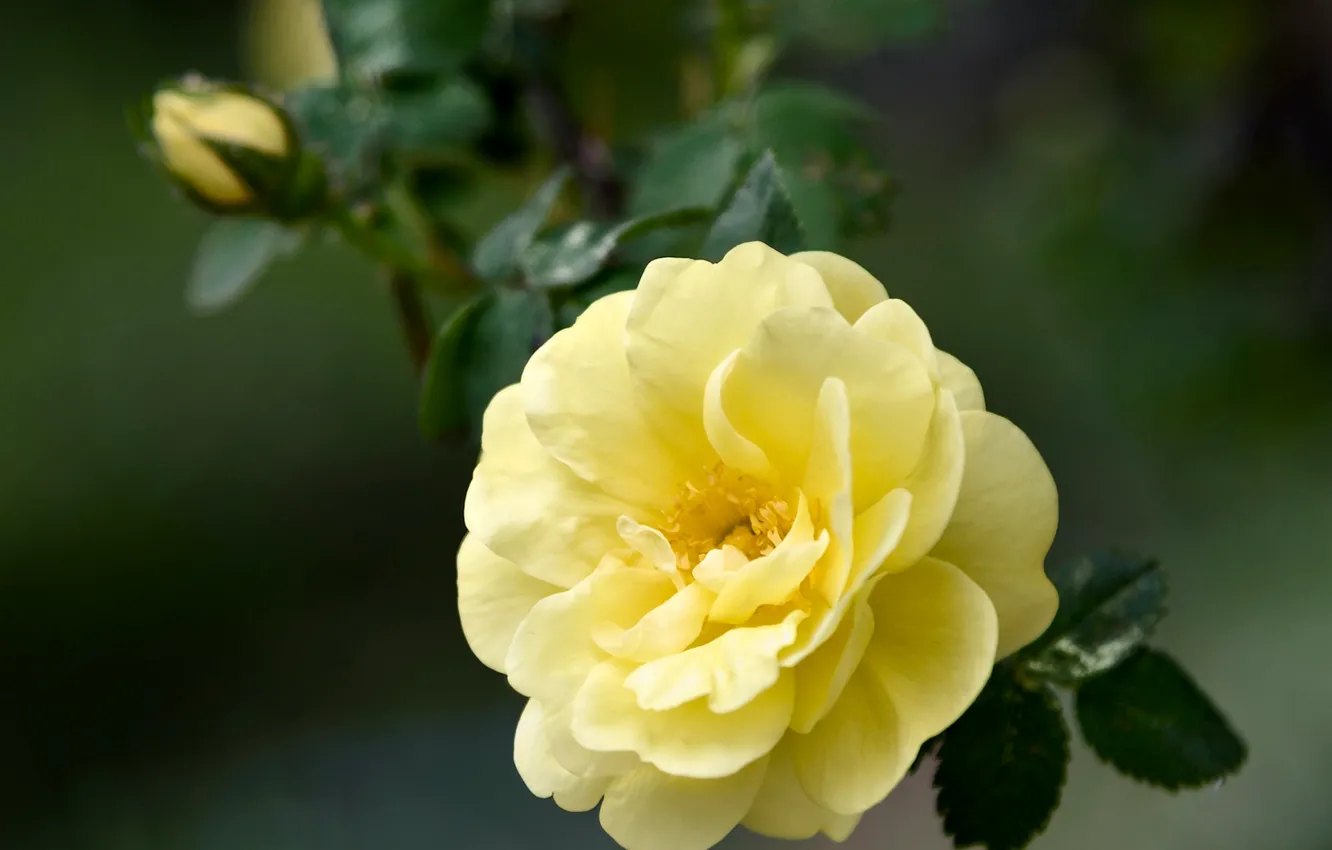 Photo wallpaper macro, roses, yellow rose