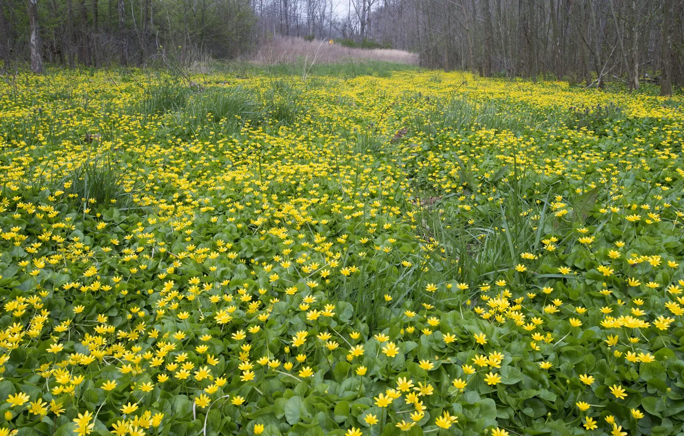 Photo wallpaper flowering, Flowering, Yellow flowers, Yellow flowers
