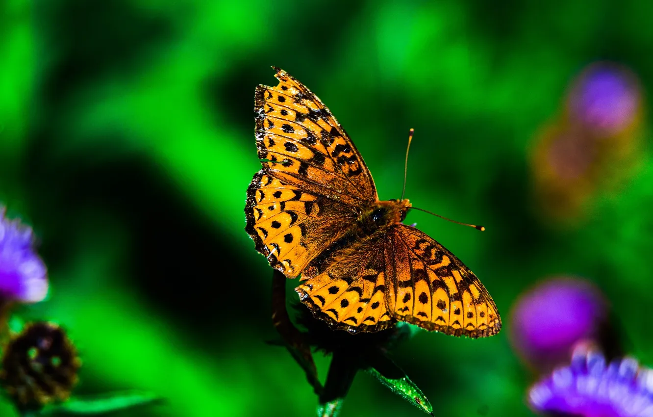 Photo wallpaper flowers, macro, butterfly, wings, beautiful, closeup