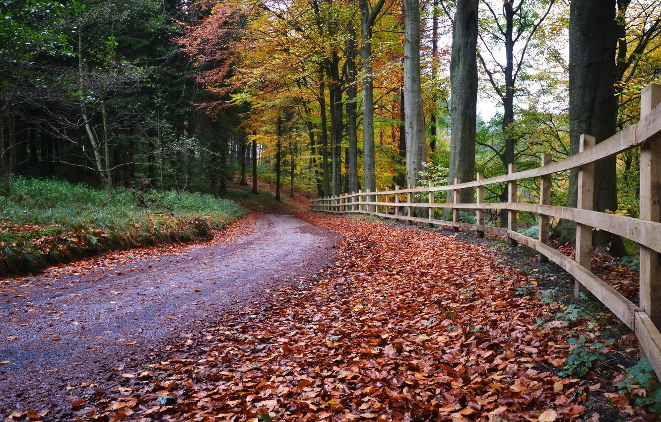 Photo wallpaper road, autumn, leaves, the fence