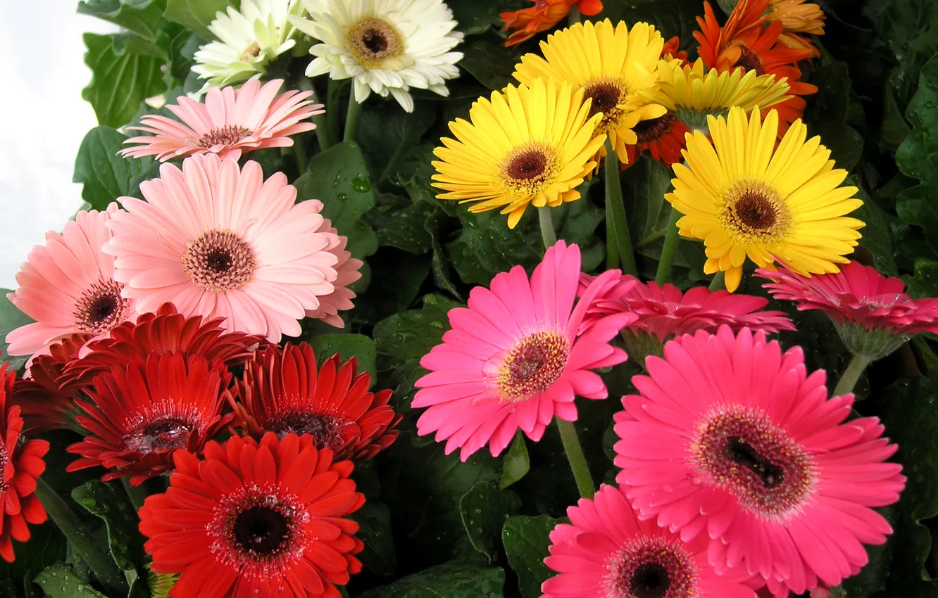 Photo wallpaper flowers, photo, gerbera, closeup