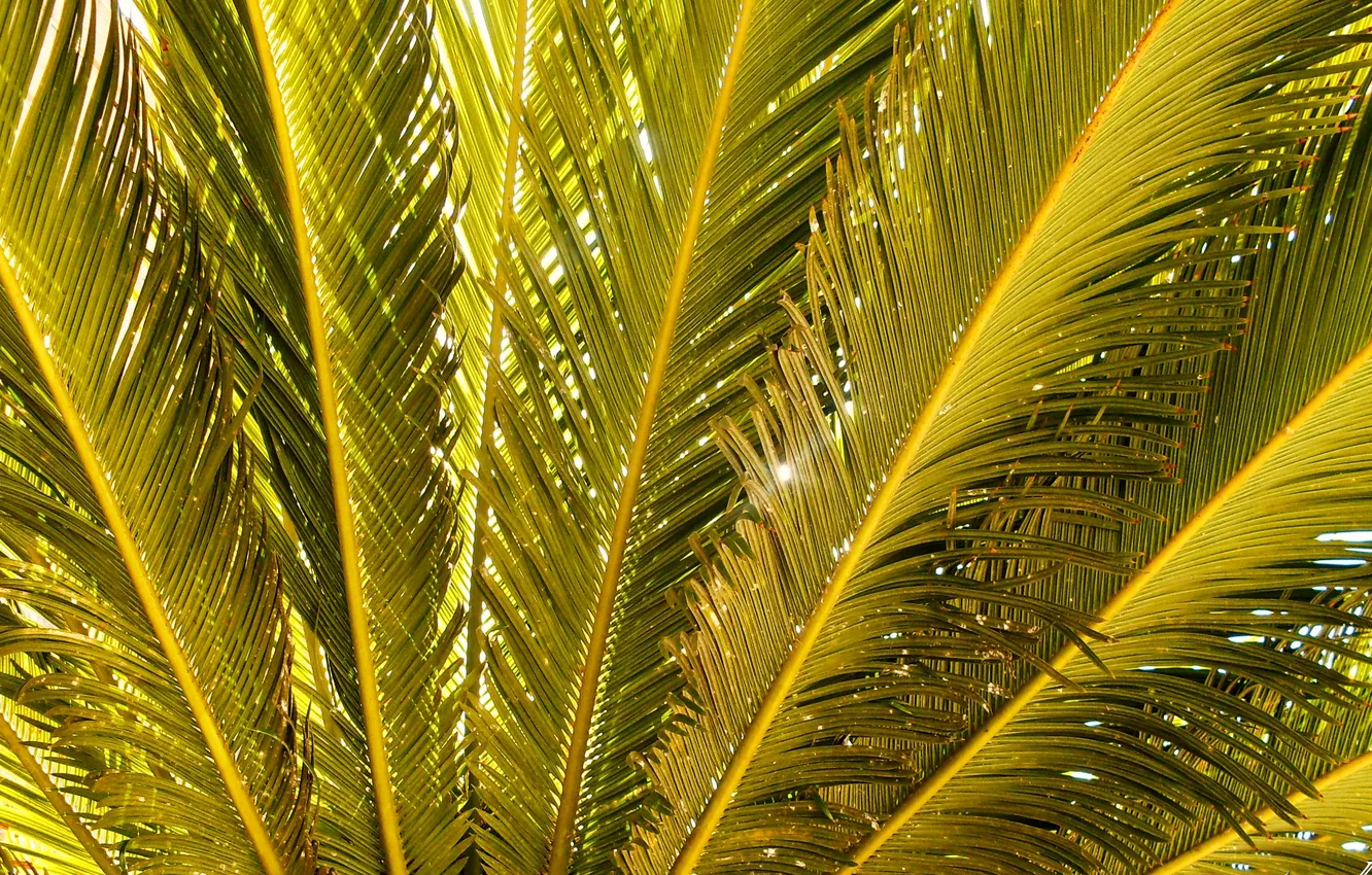 Photo wallpaper leaves, macro, nature, Palma, green, branch, gold, Nature
