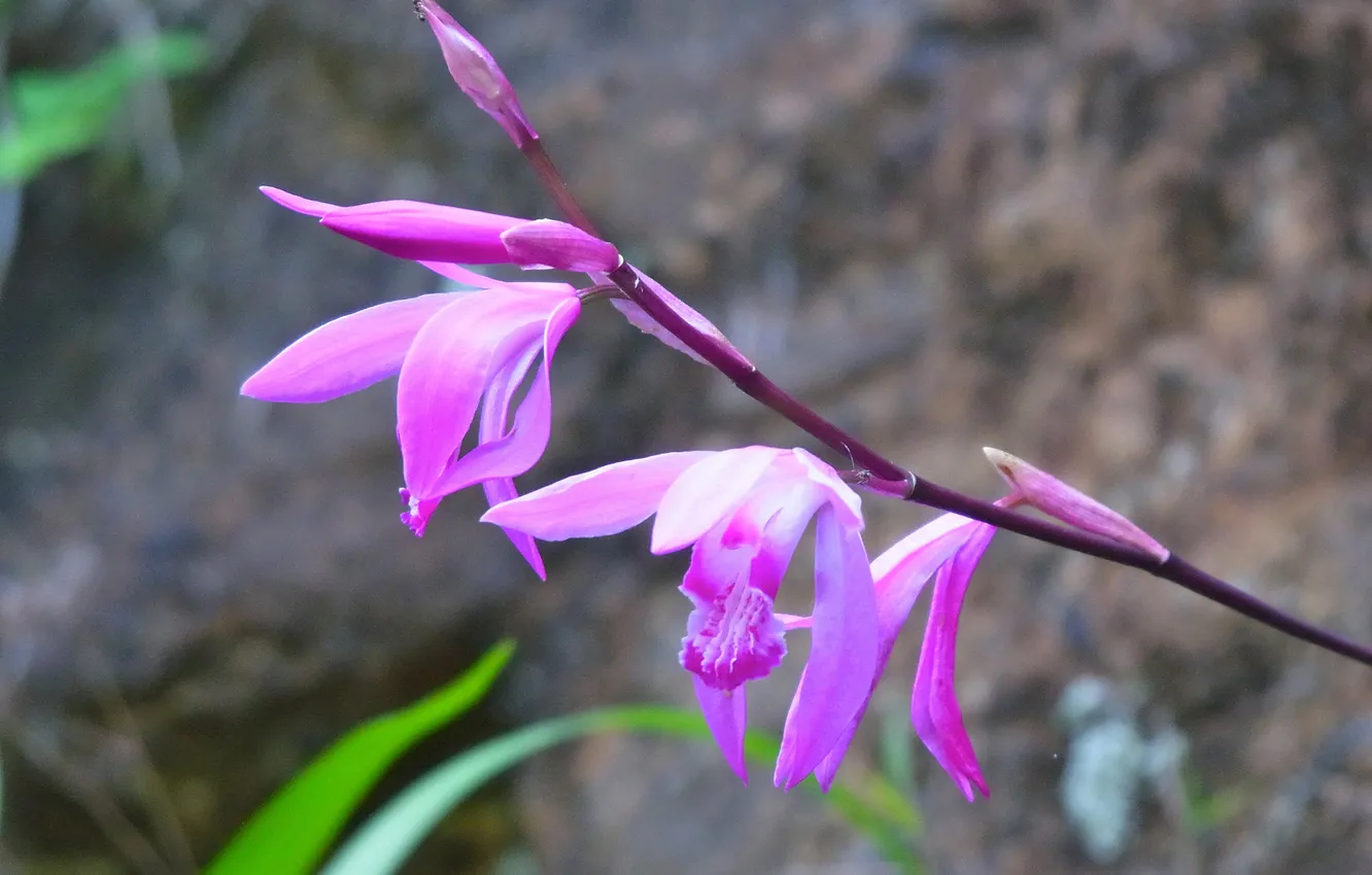 Photo wallpaper flowers, branches, plant, petals