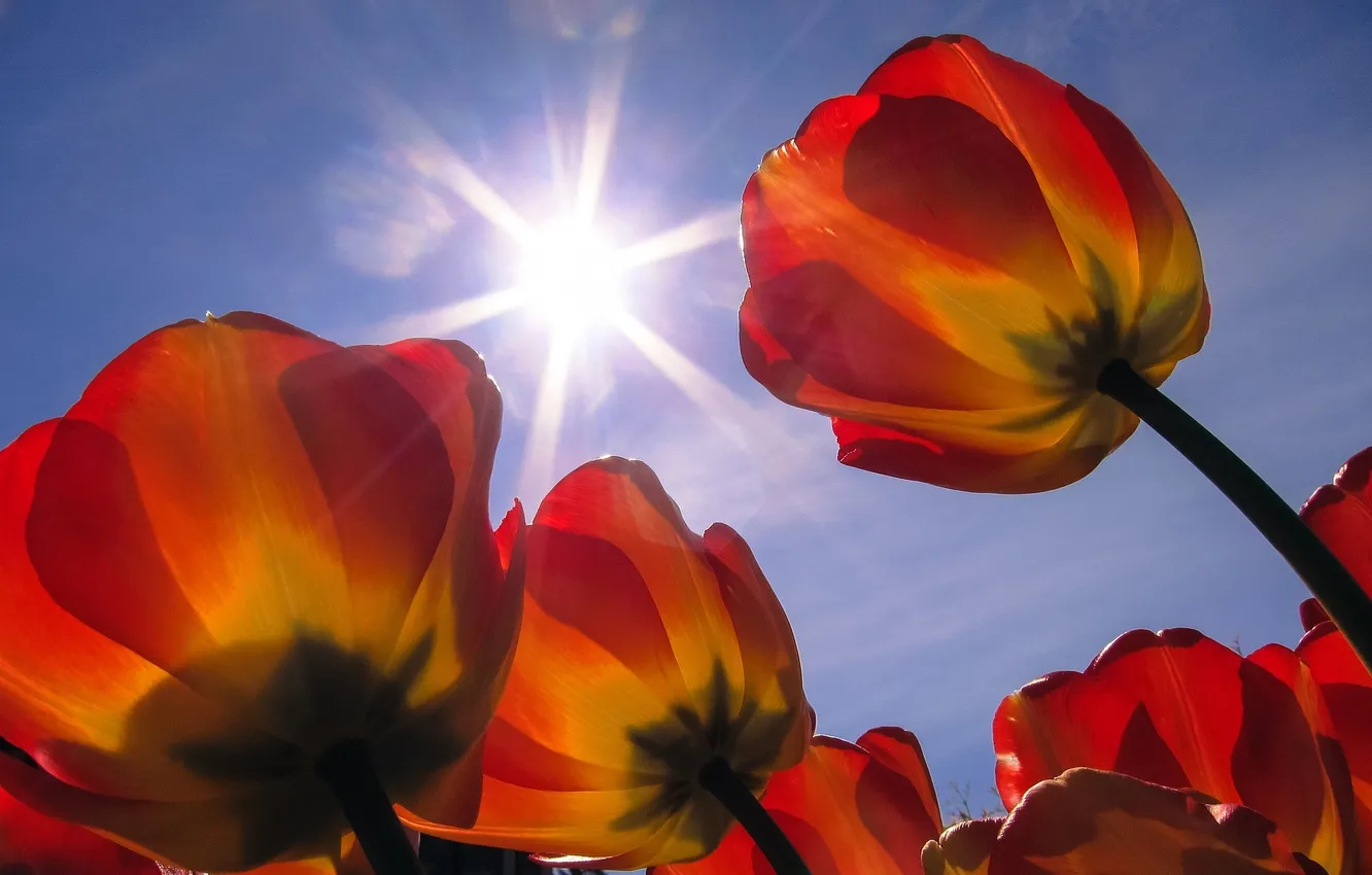 Photo wallpaper the sky, the sun, tulips