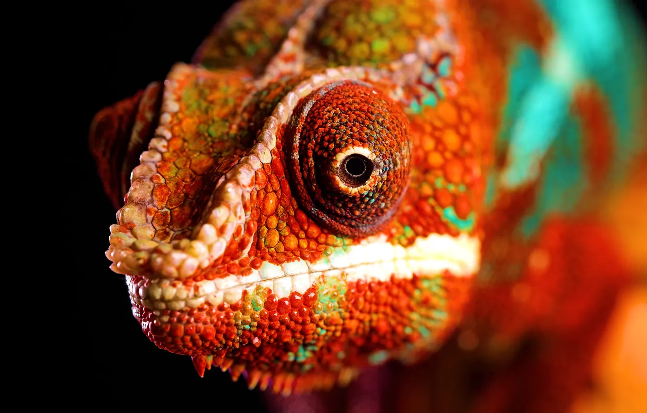 Photo wallpaper red, look, chameleon, curious