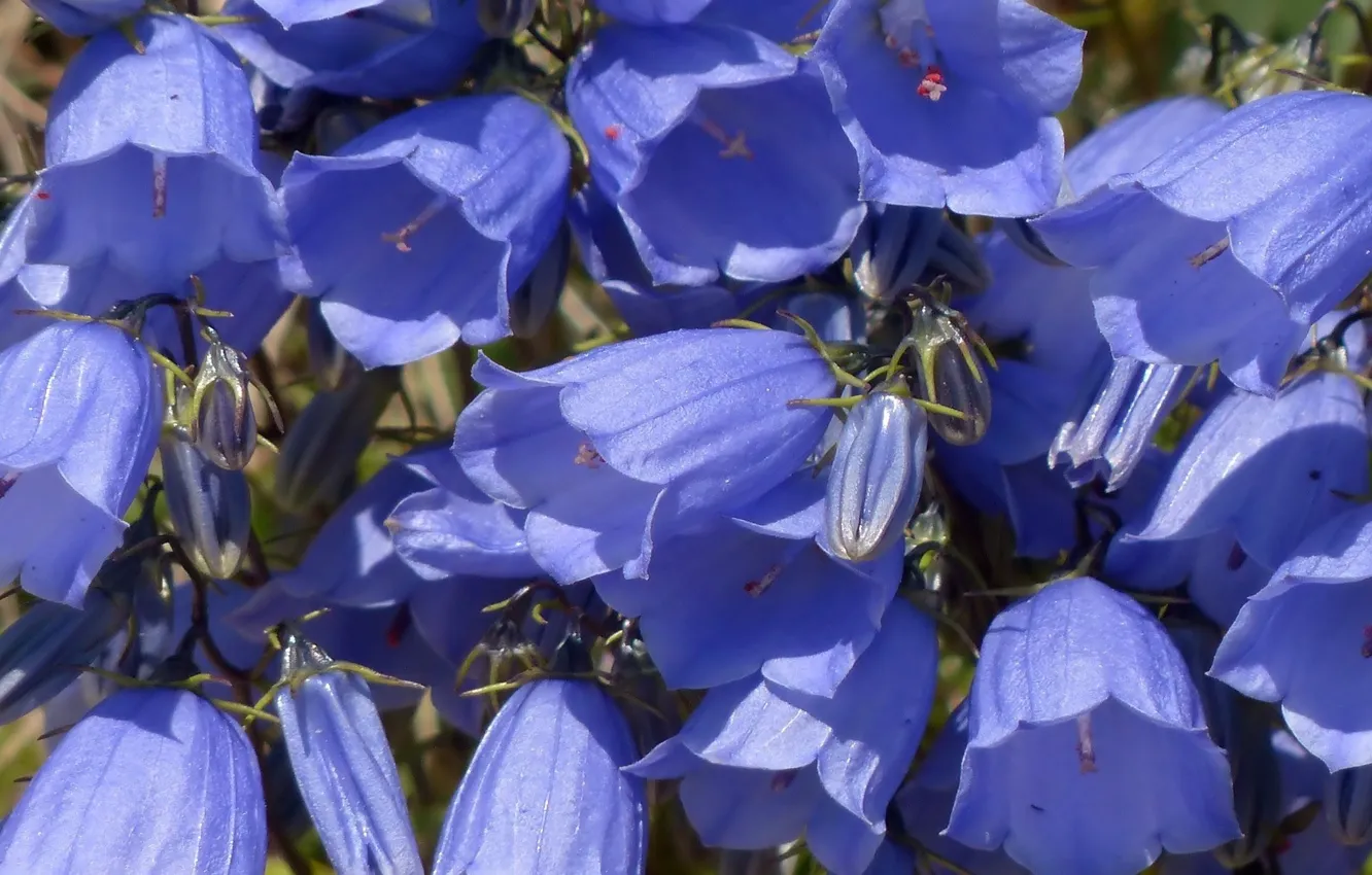 Photo wallpaper flowers, blue, bells
