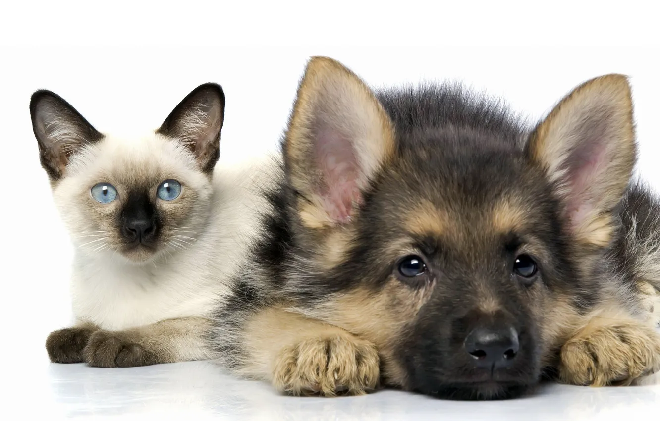 Photo wallpaper cat, white, cat, background, dog, puppy