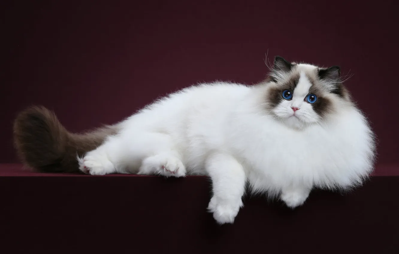 Photo wallpaper cat, white, cat, look, pose, the dark background, legs, fluffy